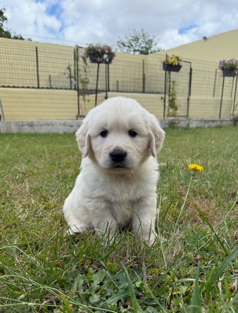 du moulin de madjurie - Chiots disponibles - Golden Retriever