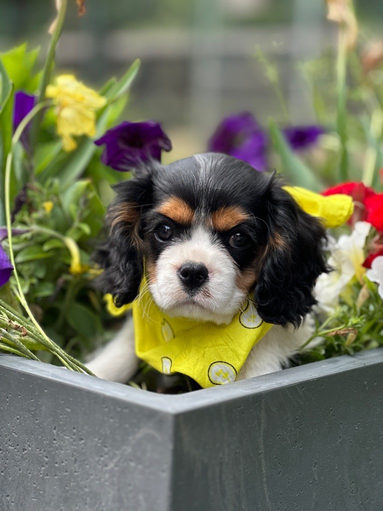 du moulin de madjurie - Chiots disponibles - Cavalier King Charles Spaniel