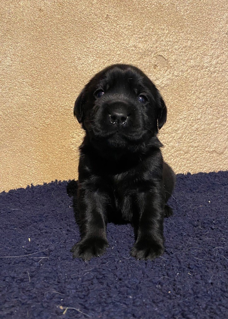 du moulin de madjurie - Chiots disponibles - Labrador Retriever