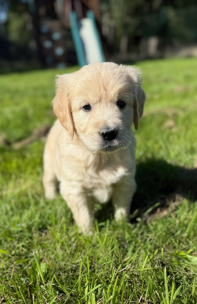 du moulin de madjurie - Chiots disponibles - Golden Retriever