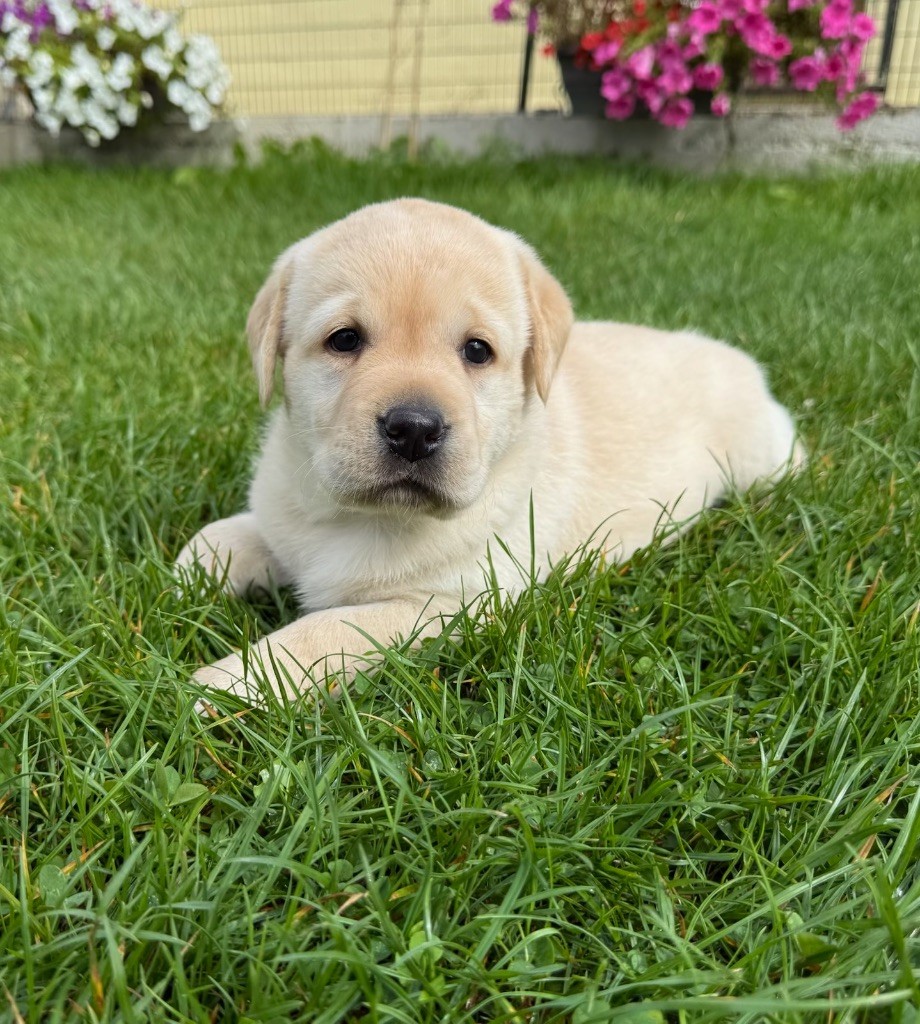 du moulin de madjurie - Chiots disponibles - Labrador Retriever