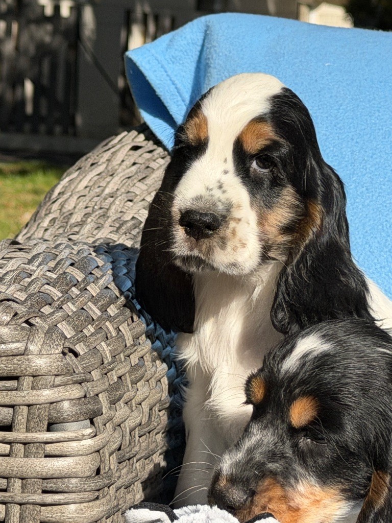du moulin de madjurie - Chiots disponibles - Cocker Spaniel Anglais