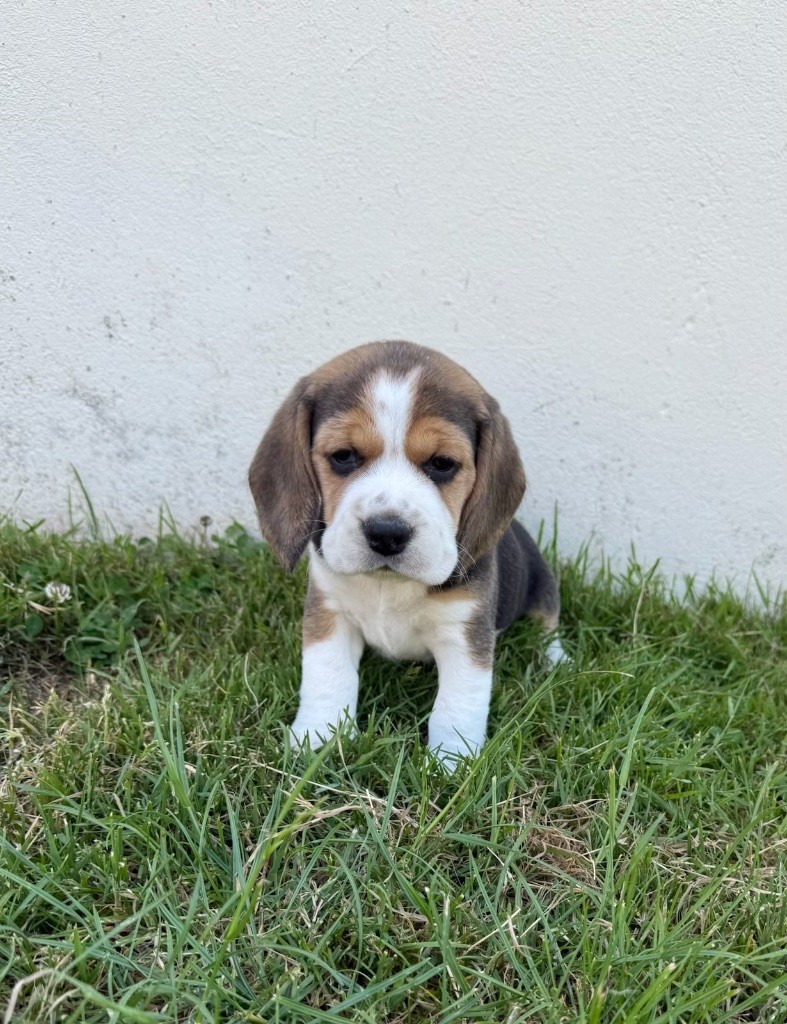 du moulin de madjurie - Chiots disponibles - Beagle