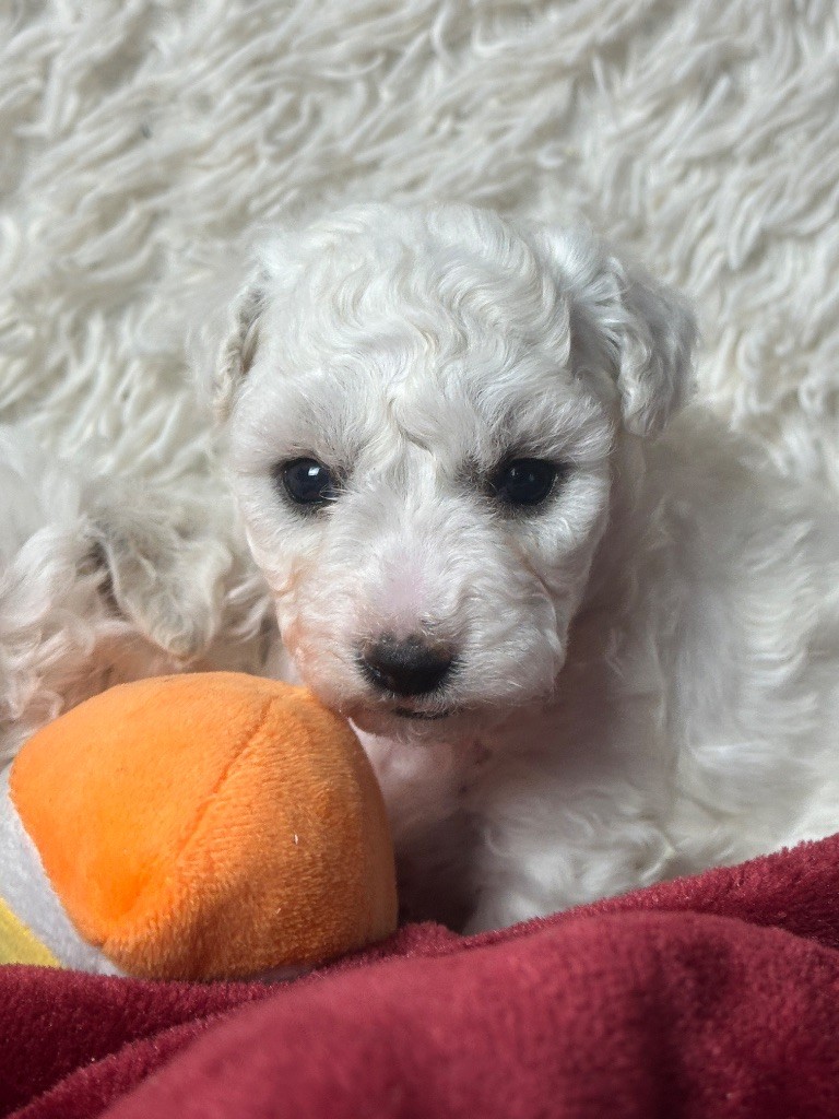 du moulin de madjurie - Chiots disponibles - Bichon Frise