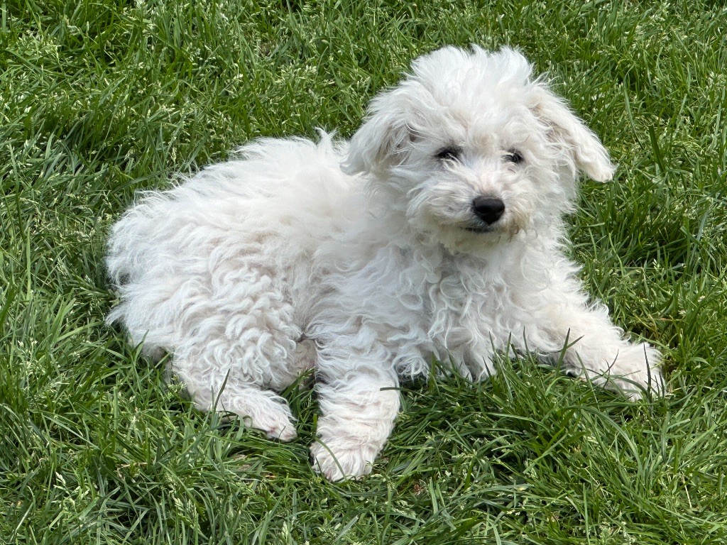 du moulin de madjurie - Chiots disponibles - Bichon Frise