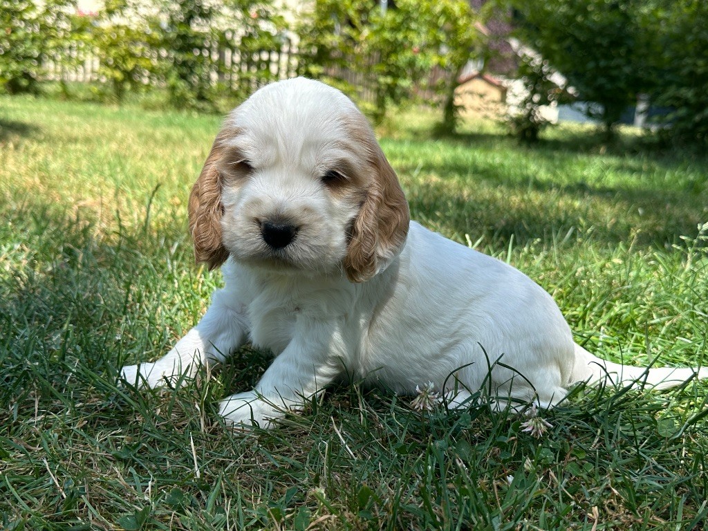 du moulin de madjurie - Chiots disponibles - Cocker Spaniel Anglais