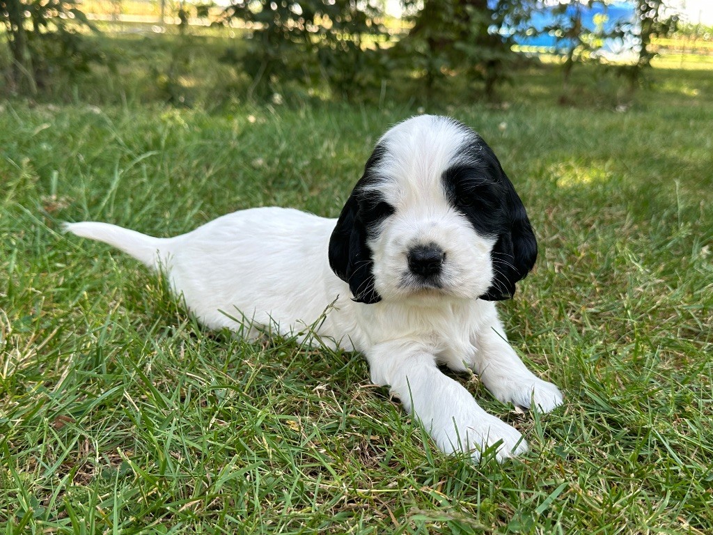 du moulin de madjurie - Chiots disponibles - Cocker Spaniel Anglais