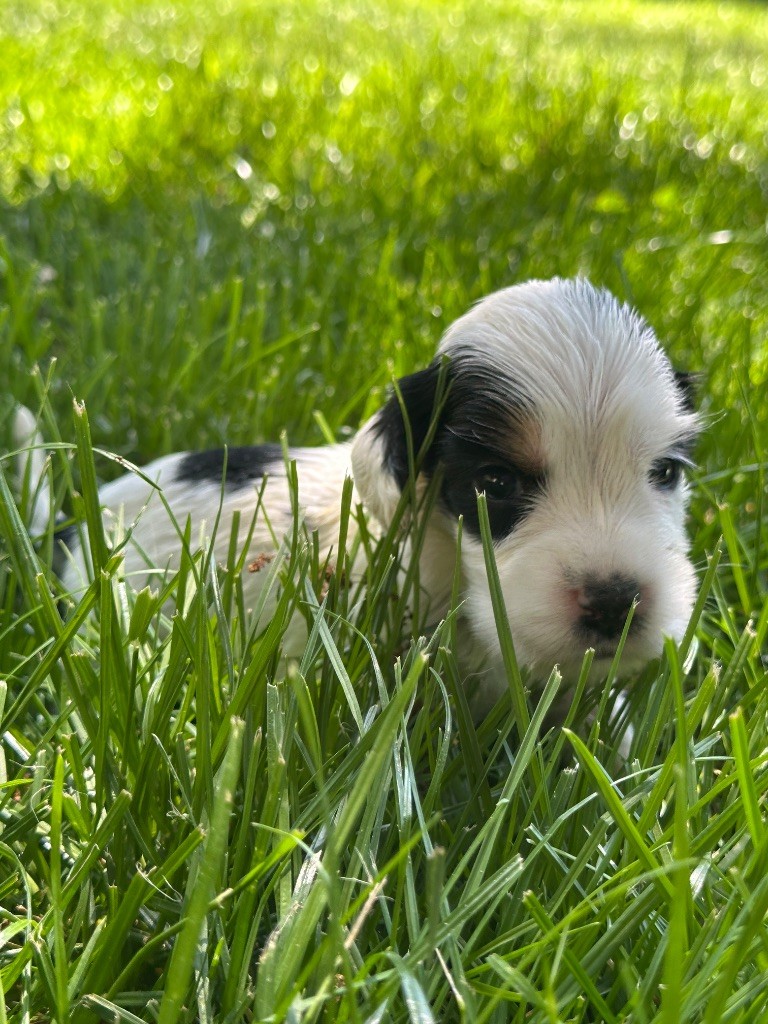 du moulin de madjurie - Chiots disponibles - Cocker Spaniel Anglais
