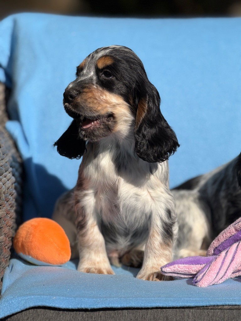 du moulin de madjurie - Chiots disponibles - Cocker Spaniel Anglais