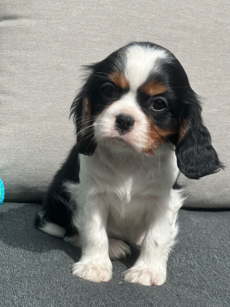 du moulin de madjurie - Chiots disponibles - Cavalier King Charles Spaniel