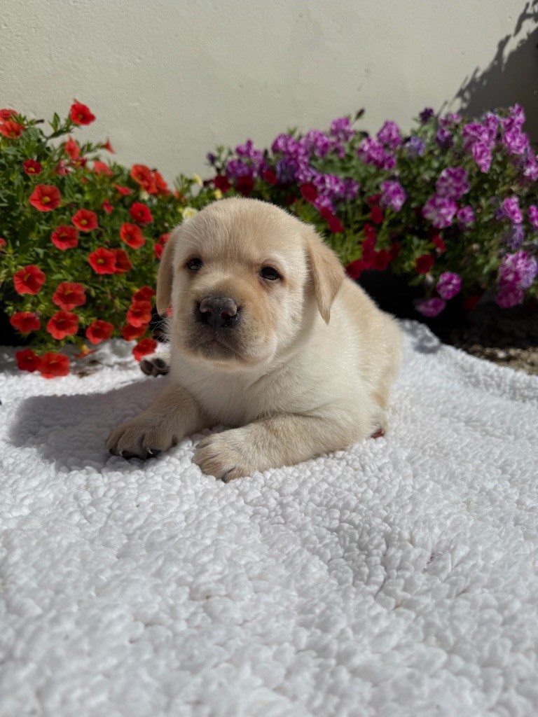 du moulin de madjurie - Chiots disponibles - Labrador Retriever