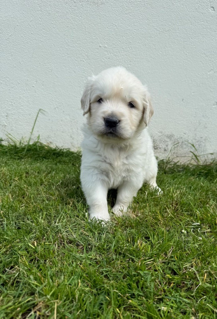 du moulin de madjurie - Chiots disponibles - Golden Retriever