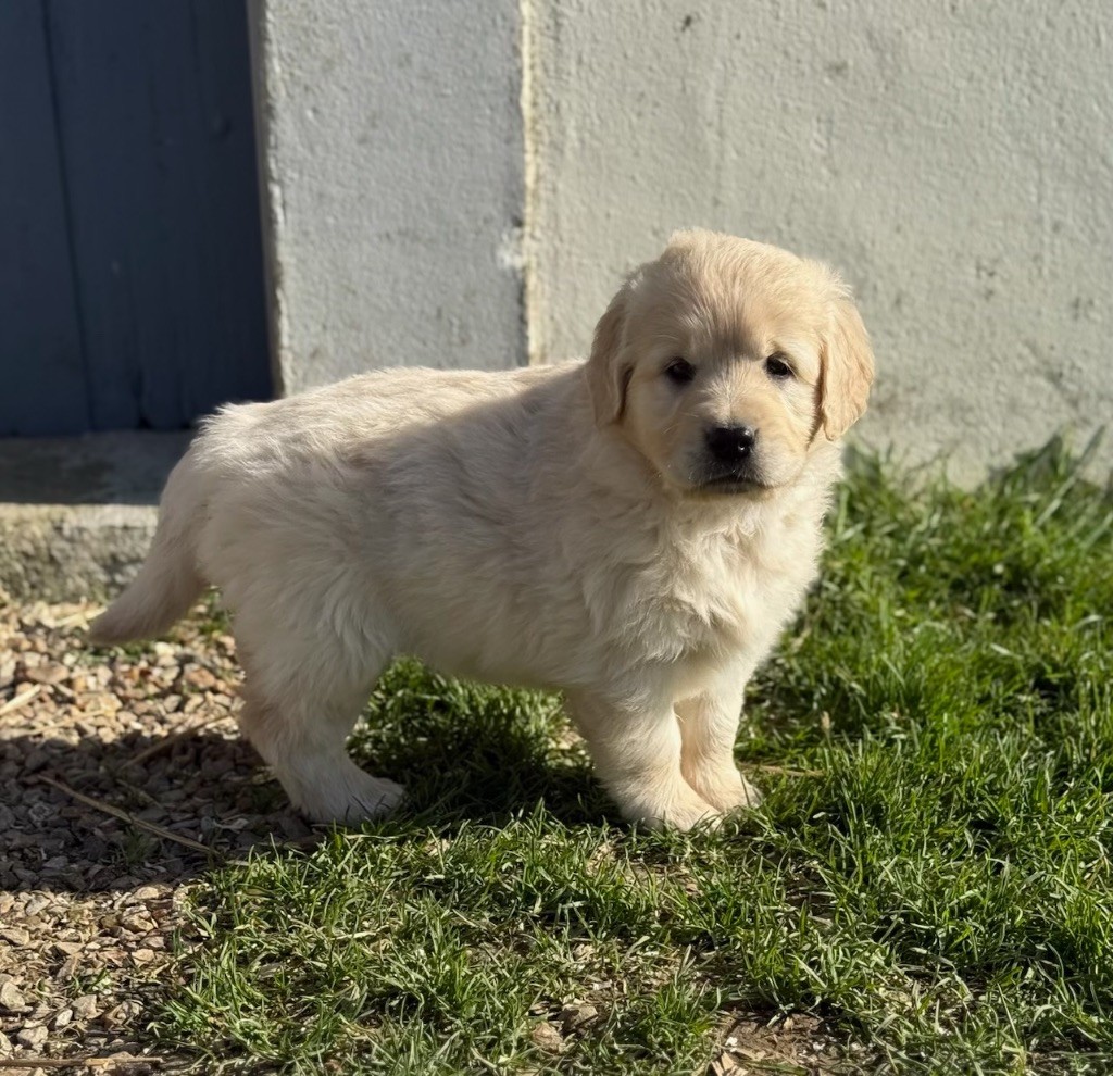 du moulin de madjurie - Chiots disponibles - Golden Retriever