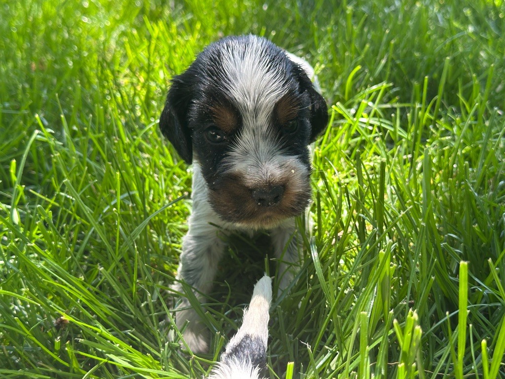 du moulin de madjurie - Chiots disponibles - Cocker Spaniel Anglais