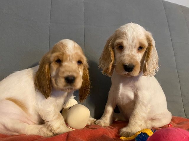 Chiot Cocker Spaniel Anglais du moulin de madjurie