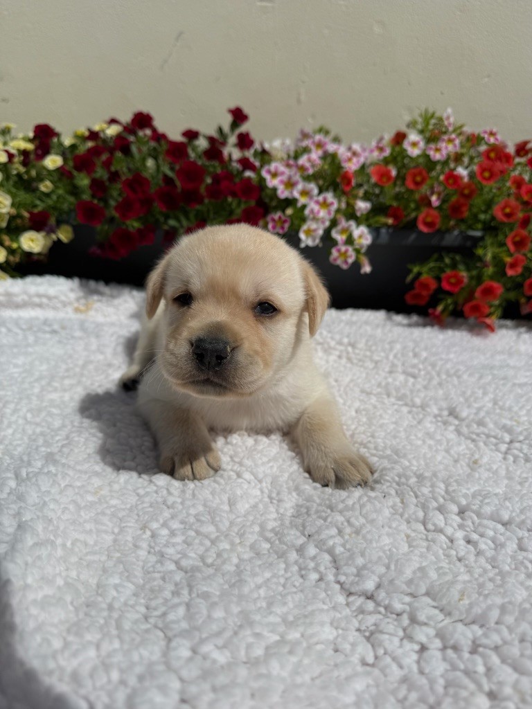 du moulin de madjurie - Chiots disponibles - Labrador Retriever