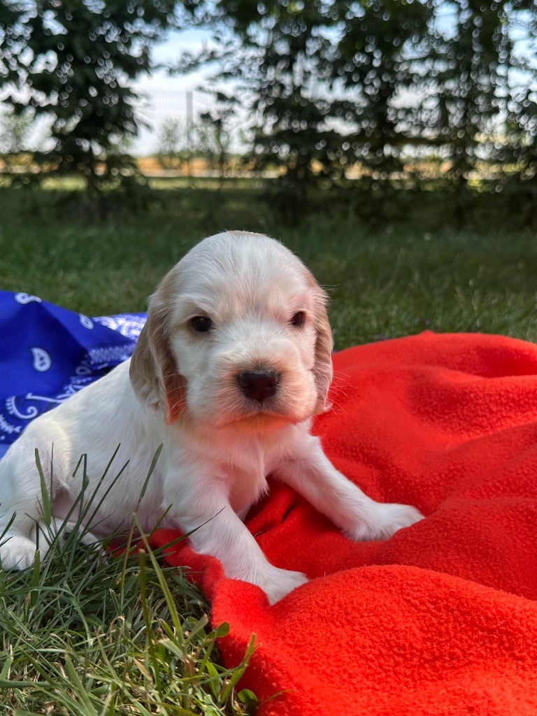 du moulin de madjurie - Chiots disponibles - Cocker Spaniel Anglais