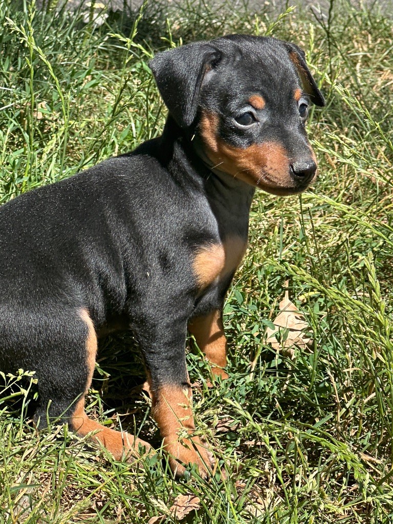 du moulin de madjurie - Chiots disponibles - Pinscher nain