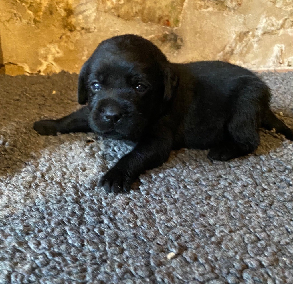 du moulin de madjurie - Chiots disponibles - Labrador Retriever