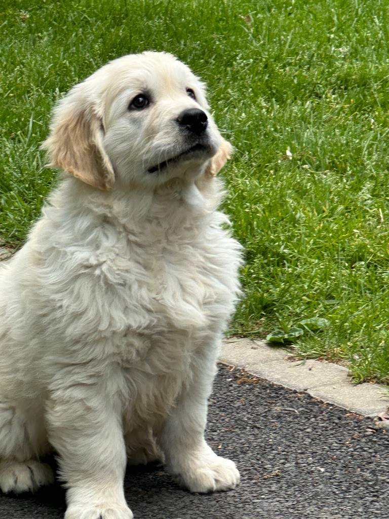 du moulin de madjurie - Chiots disponibles - Golden Retriever