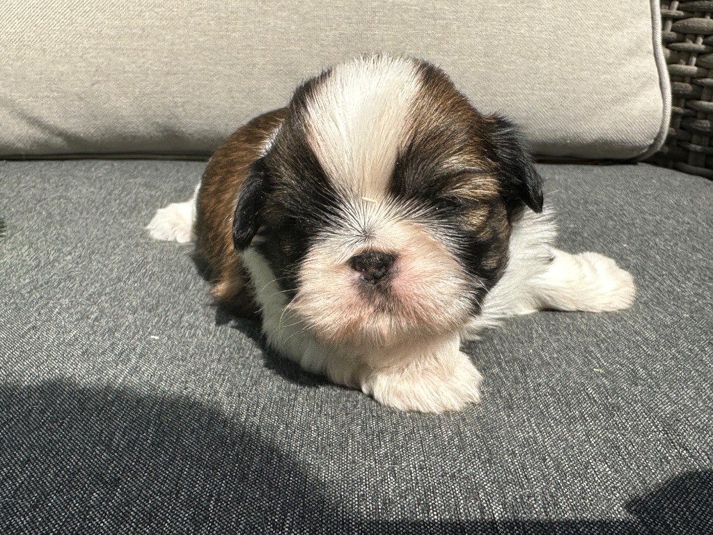 du moulin de madjurie - Chiots disponibles - Shih Tzu