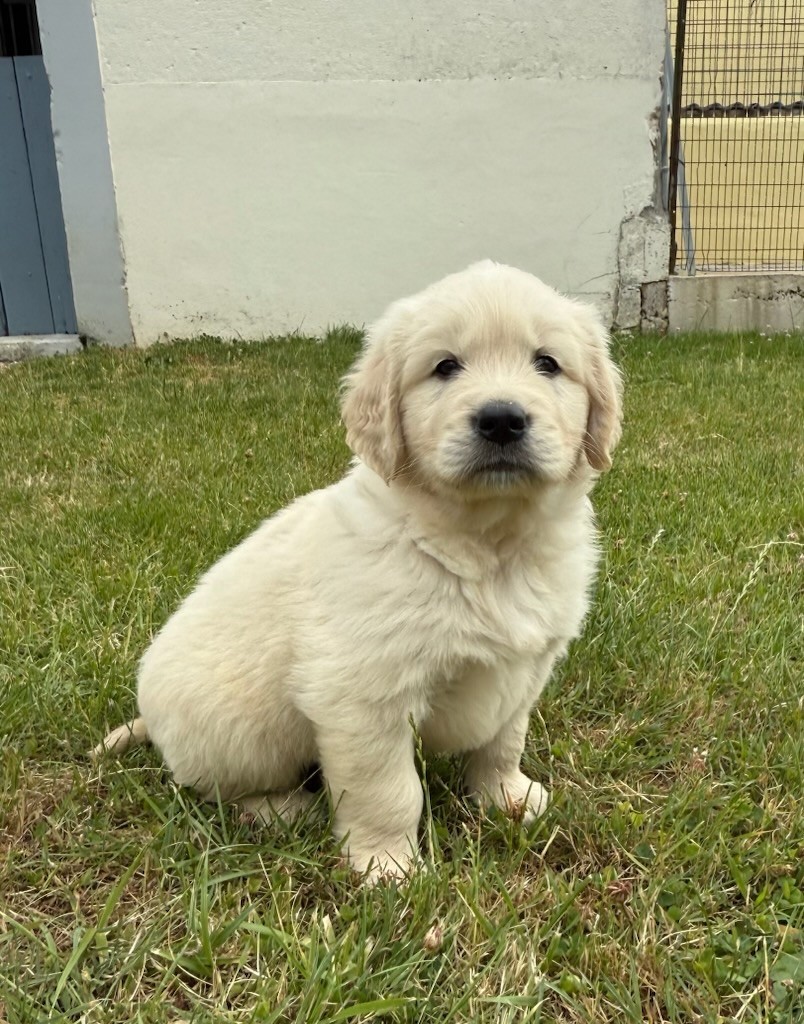 du moulin de madjurie - Chiots disponibles - Golden Retriever