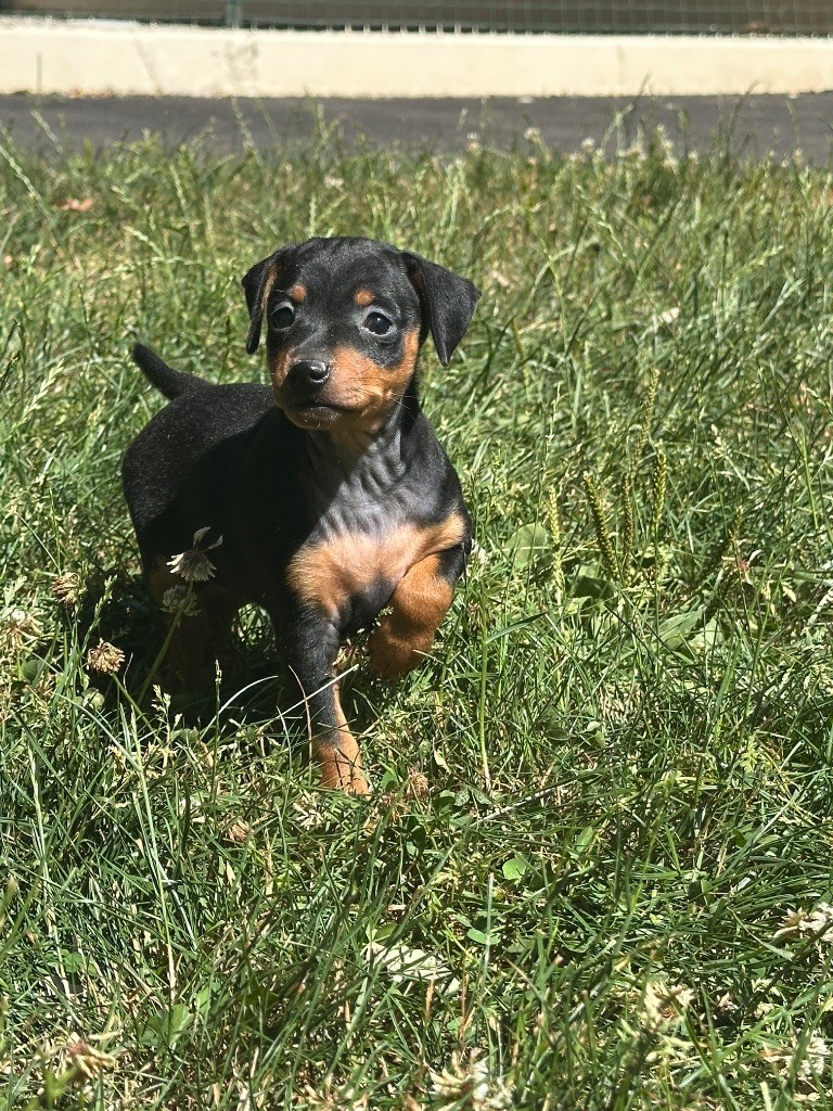 du moulin de madjurie - Chiots disponibles - Pinscher nain