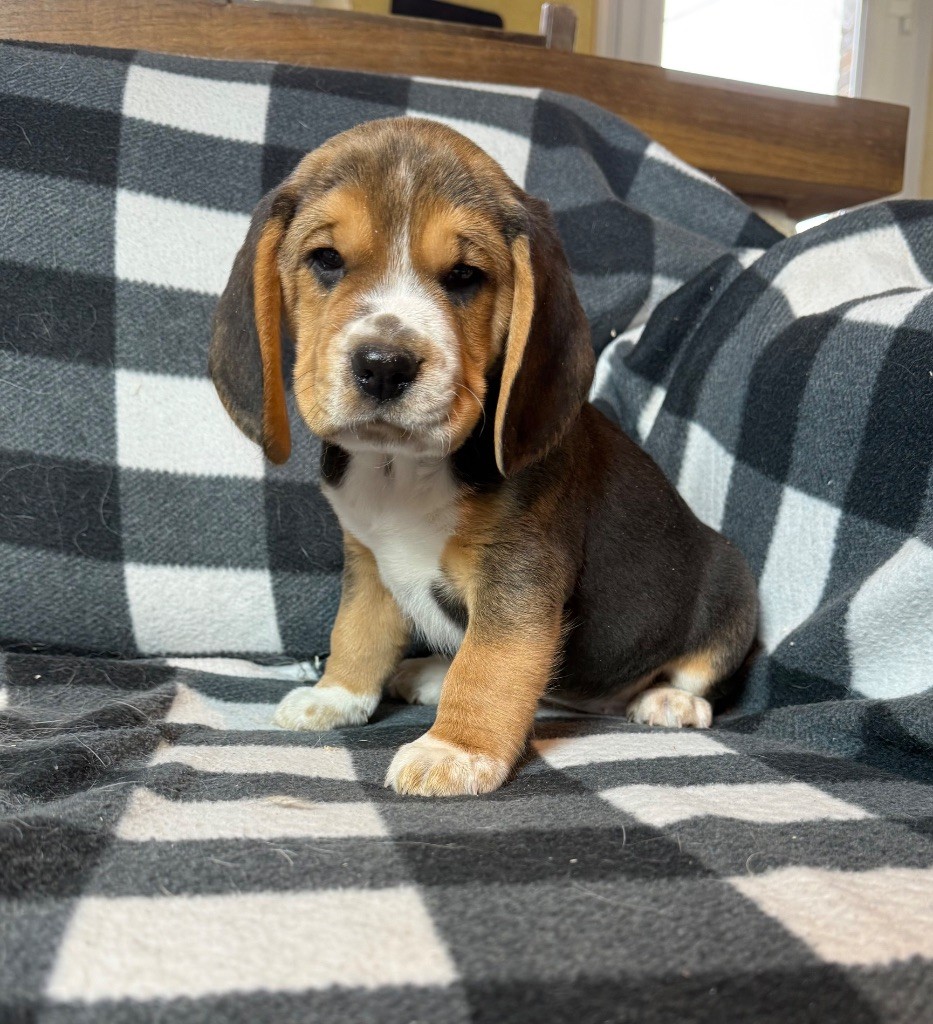 du moulin de madjurie - Chiots disponibles - Beagle