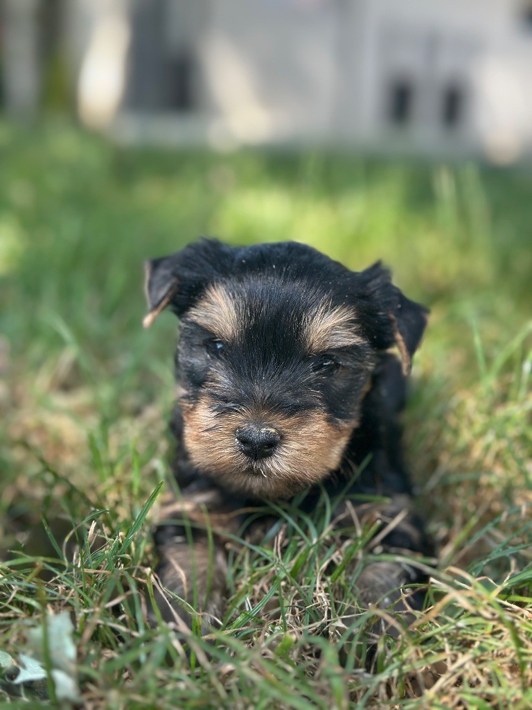 du moulin de madjurie - Chiots disponibles - Yorkshire Terrier