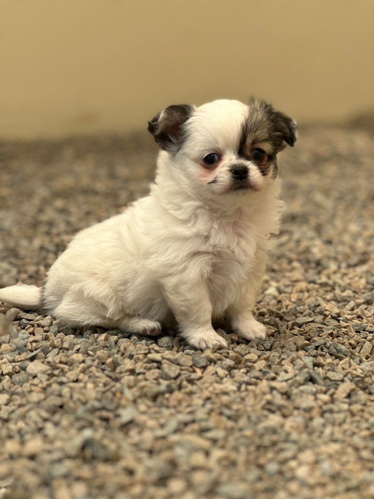 du moulin de madjurie - Chiots disponibles - Chihuahua