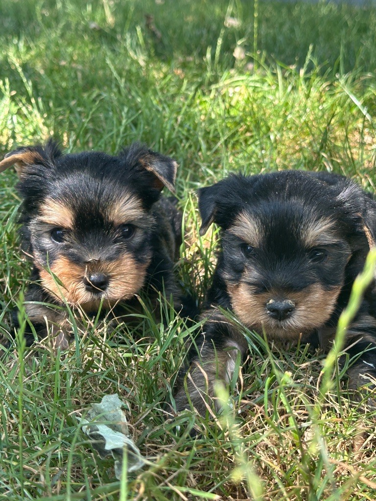 Chiot Yorkshire Terrier du moulin de madjurie