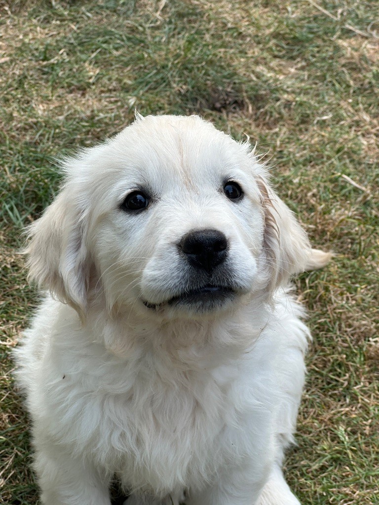 du moulin de madjurie - Chiots disponibles - Golden Retriever