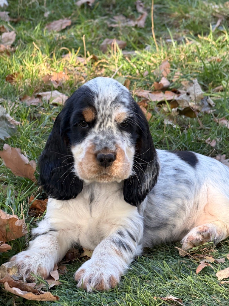 du moulin de madjurie - Chiots disponibles - Cocker Spaniel Anglais