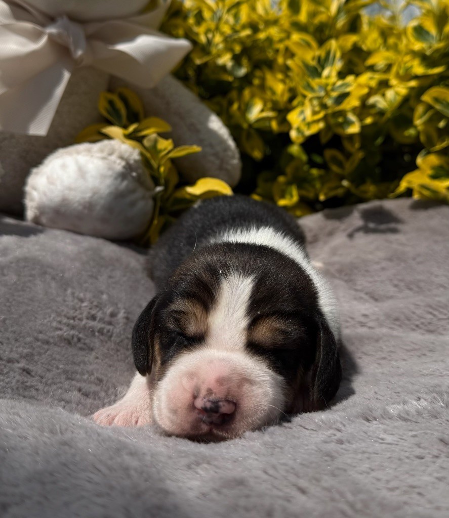 du moulin de madjurie - Chiots disponibles - Beagle