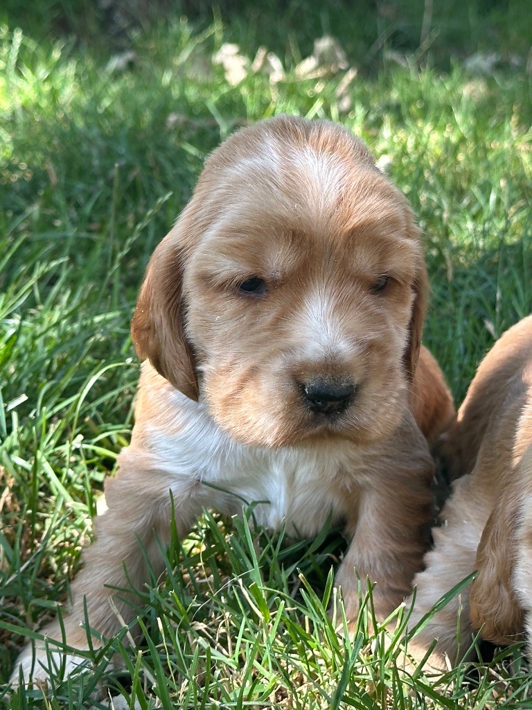 du moulin de madjurie - Chiots disponibles - Cocker Spaniel Anglais
