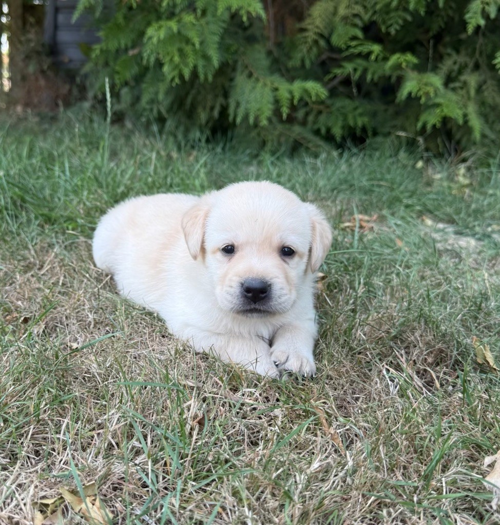 du moulin de madjurie - Chiots disponibles - Labrador Retriever