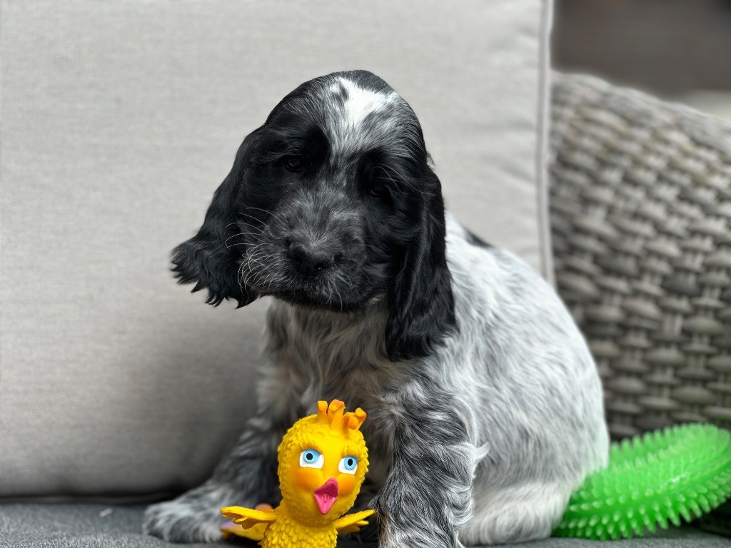du moulin de madjurie - Chiots disponibles - Cocker Spaniel Anglais