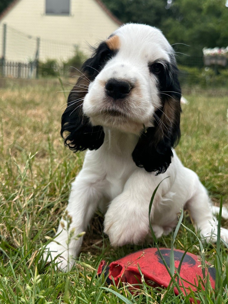 du moulin de madjurie - Chiots disponibles - Cocker Spaniel Anglais