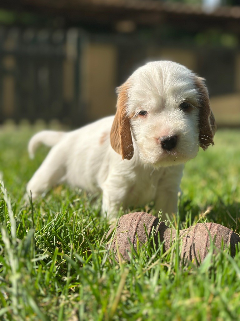 du moulin de madjurie - Chiots disponibles - Cocker Spaniel Anglais