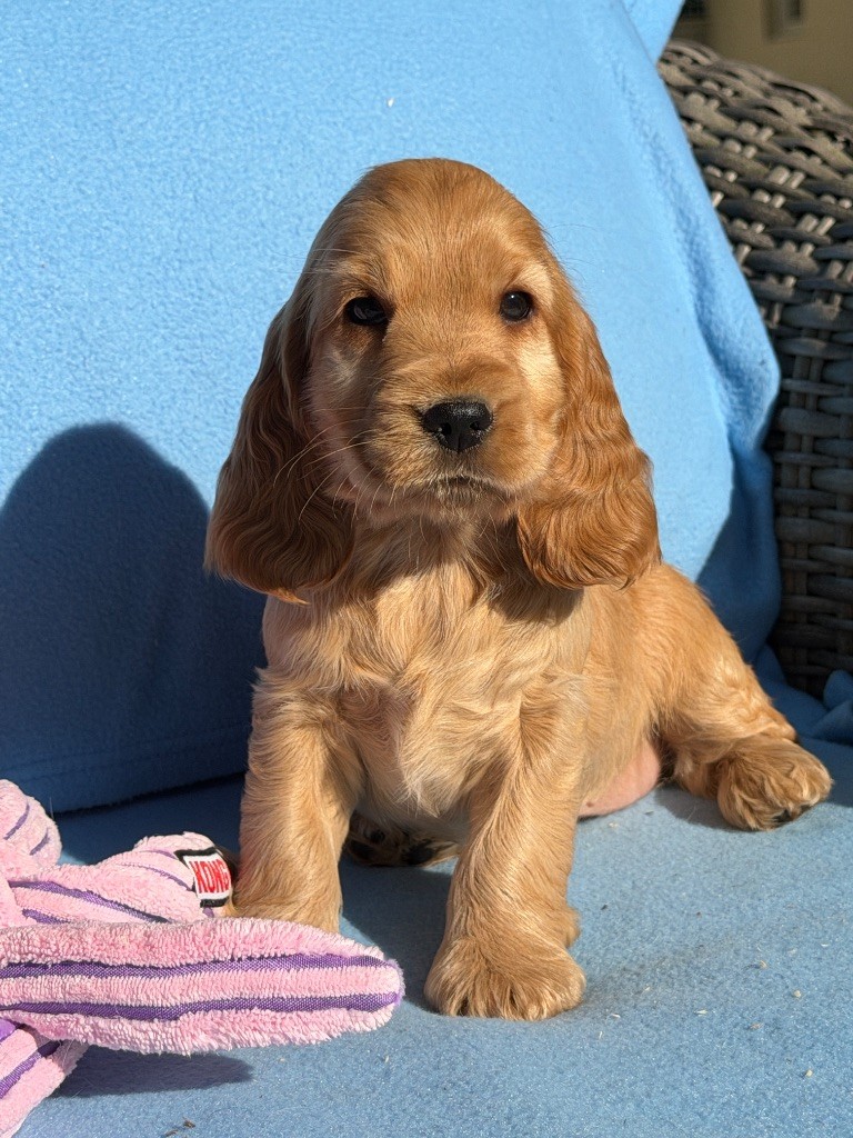 du moulin de madjurie - Chiots disponibles - Cocker Spaniel Anglais
