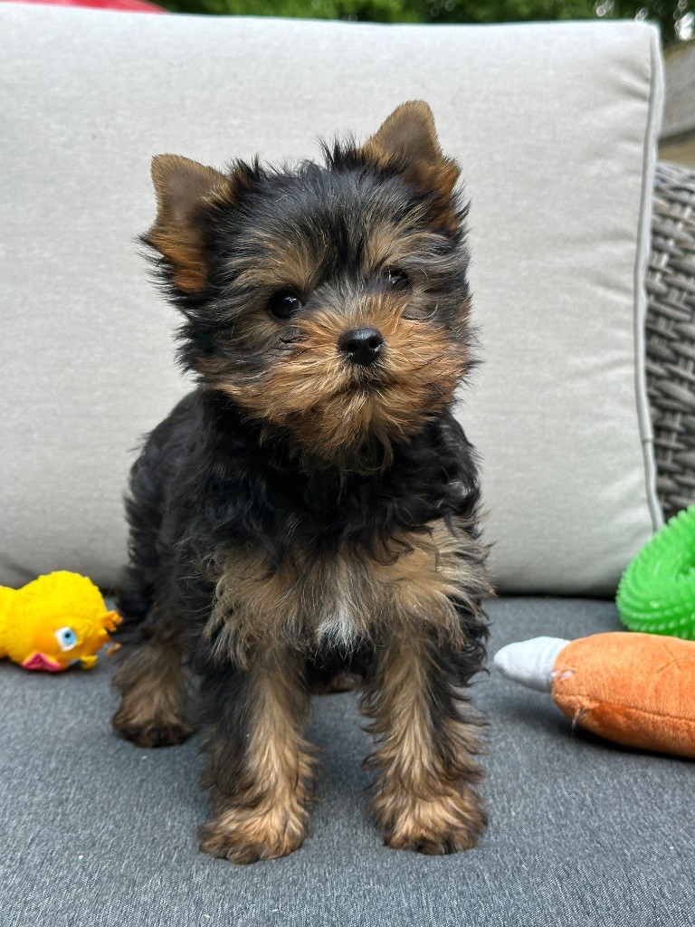 du moulin de madjurie - Chiots disponibles - Yorkshire Terrier