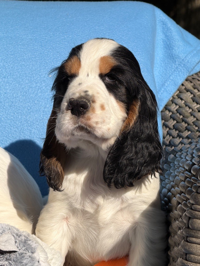 du moulin de madjurie - Chiots disponibles - Cocker Spaniel Anglais