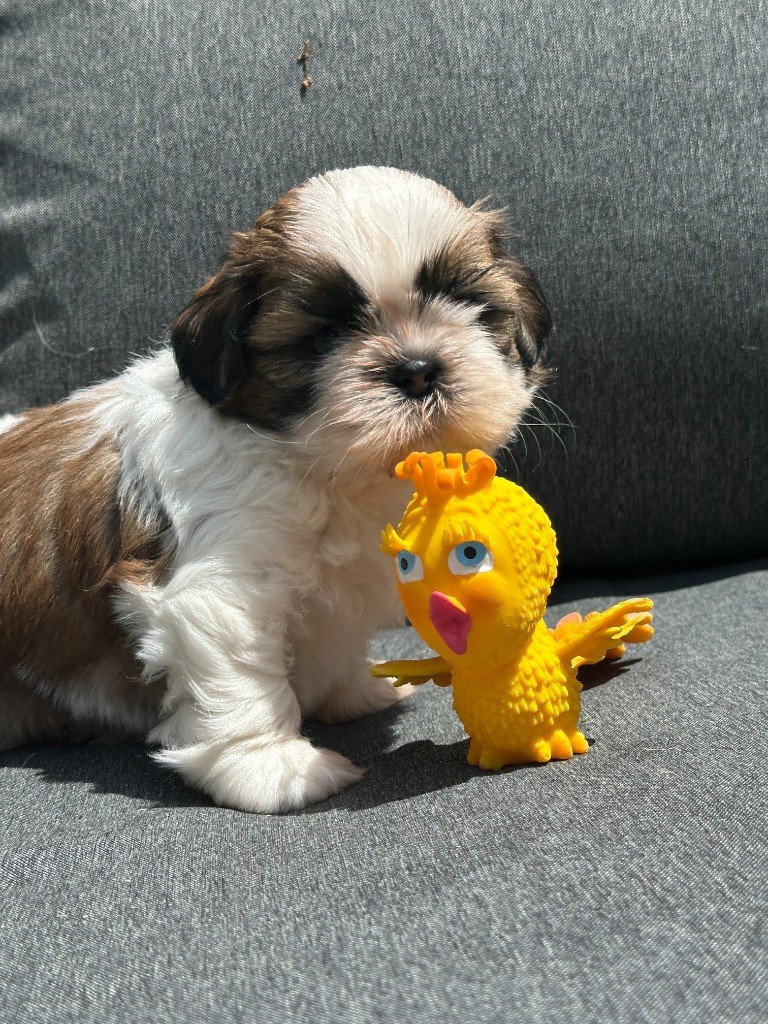 du moulin de madjurie - Chiots disponibles - Shih Tzu