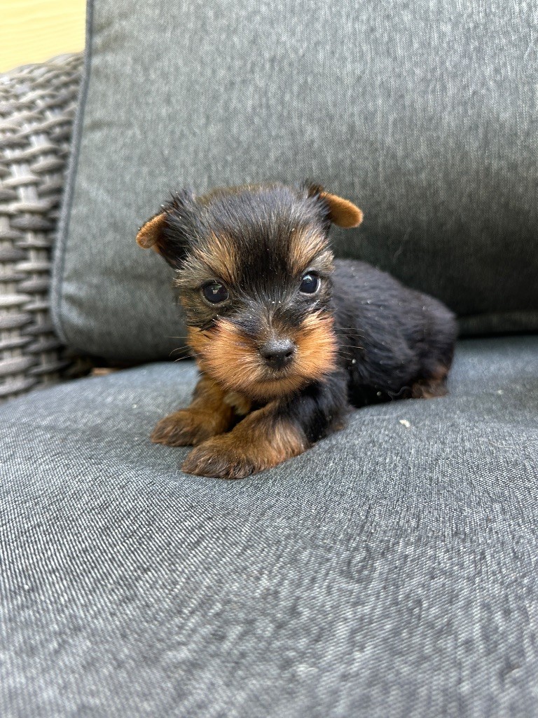 du moulin de madjurie - Chiots disponibles - Yorkshire Terrier