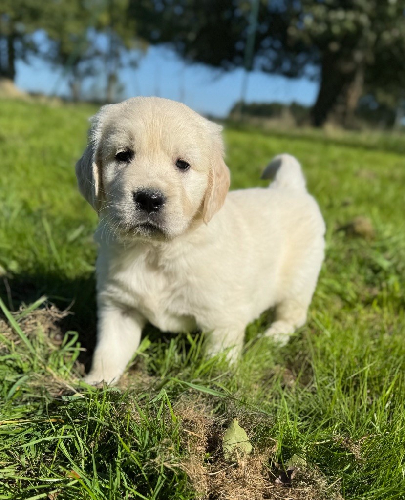 du moulin de madjurie - Chiots disponibles - Golden Retriever