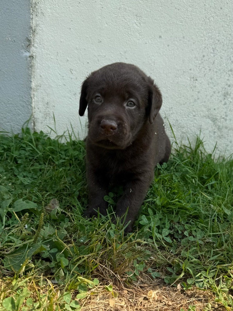 du moulin de madjurie - Chiots disponibles - Labrador Retriever