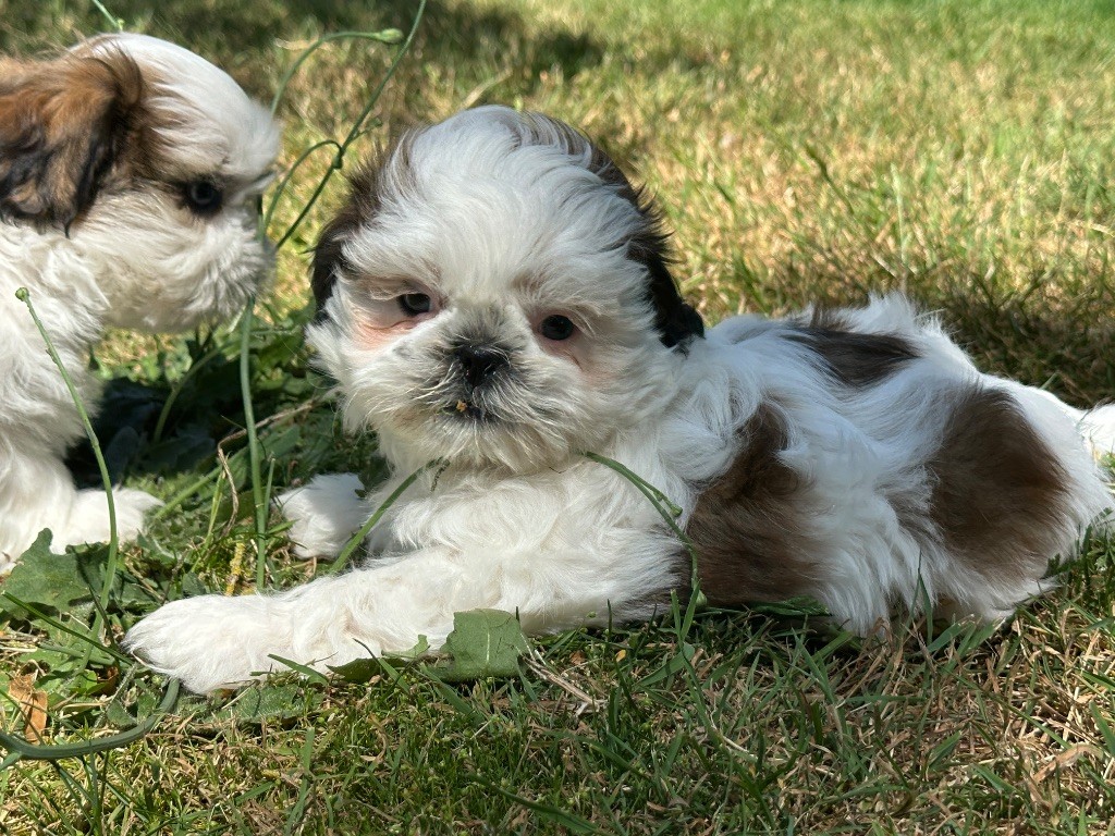du moulin de madjurie - Chiots disponibles - Shih Tzu