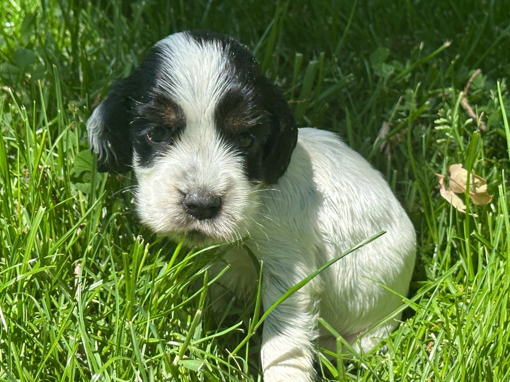 du moulin de madjurie - Chiots disponibles - Cocker Spaniel Anglais