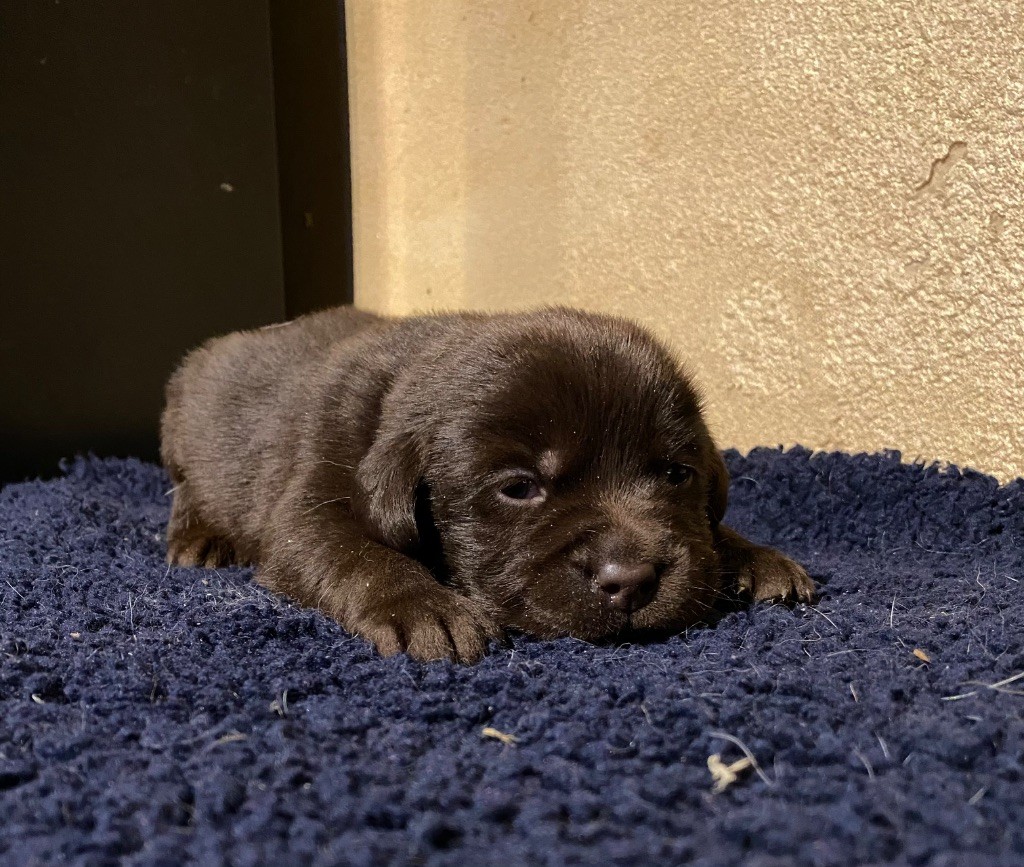 du moulin de madjurie - Chiots disponibles - Labrador Retriever