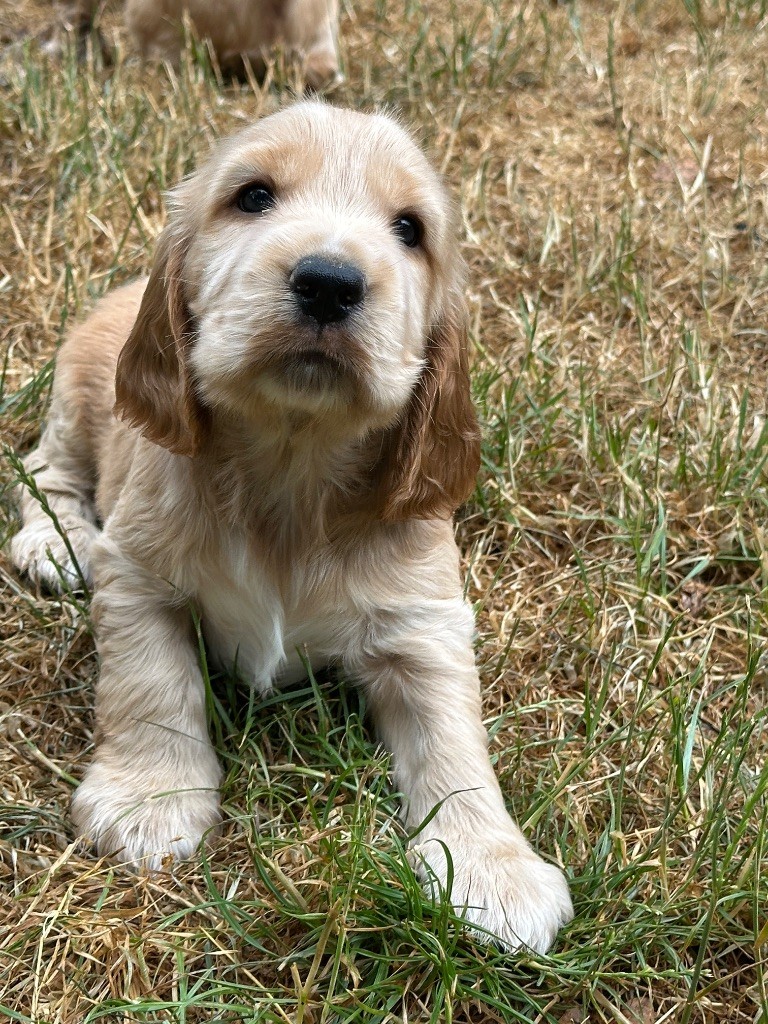 du moulin de madjurie - Chiots disponibles - Cocker Spaniel Anglais
